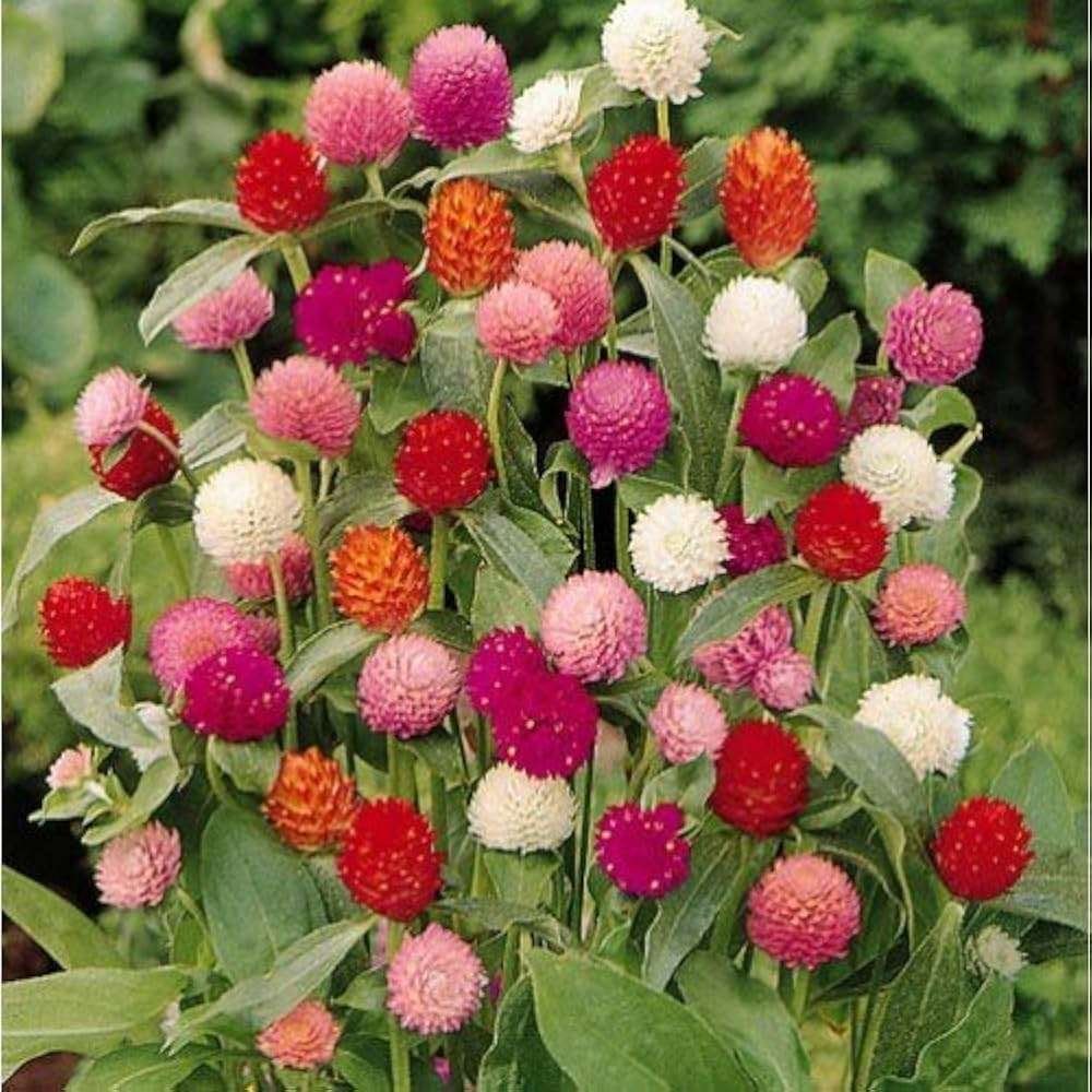 Globe Amaranth